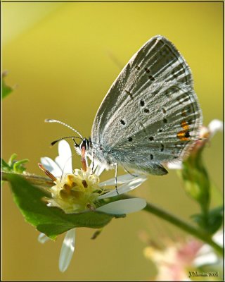 Eastern Tailed Blue Ventral