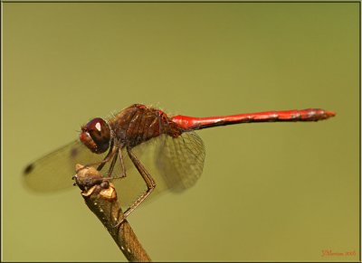 Sympetrum sp.