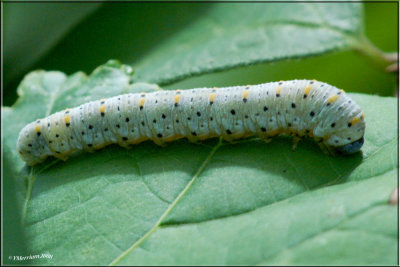 Honeysuckle Sawfly Larva