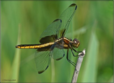 Female Widow Skimmer