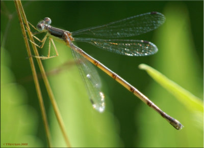 Female Slender Spreadwing  ~  Lestes rectangularis