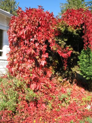 Fall