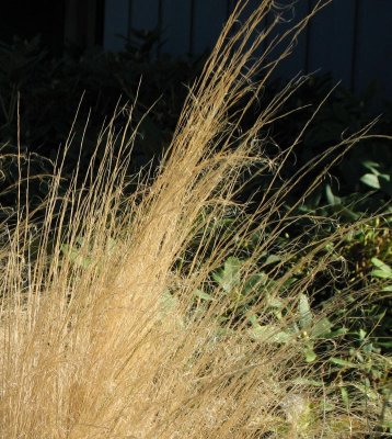 Grass 
