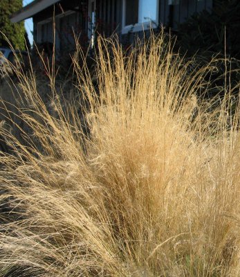 Grass