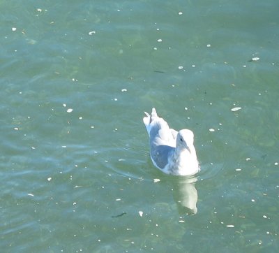 Gull