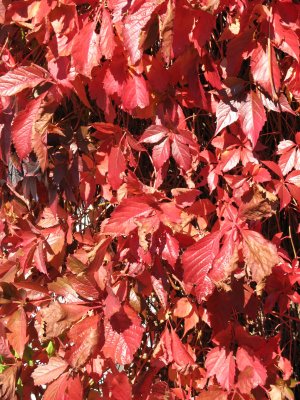 Leaves