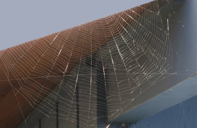 Web