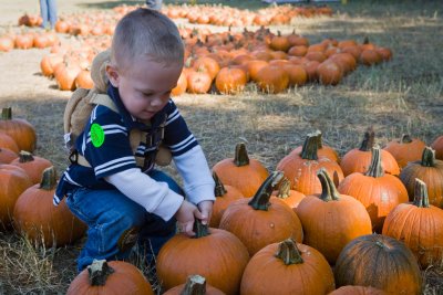 The Pumpkin Patch
