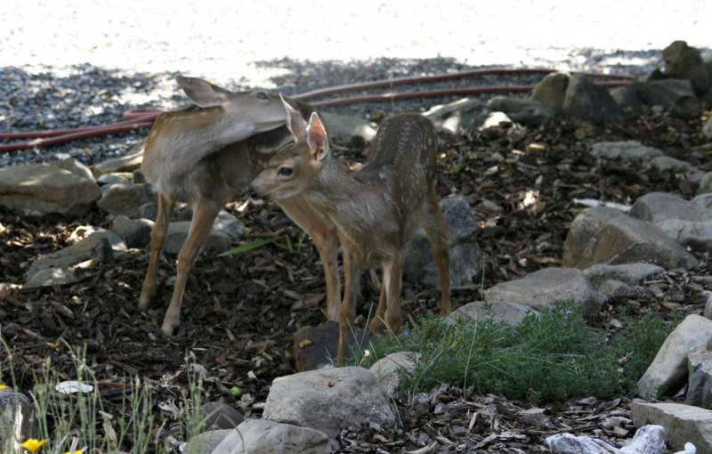 _MG_0747-fawns-1.jpg