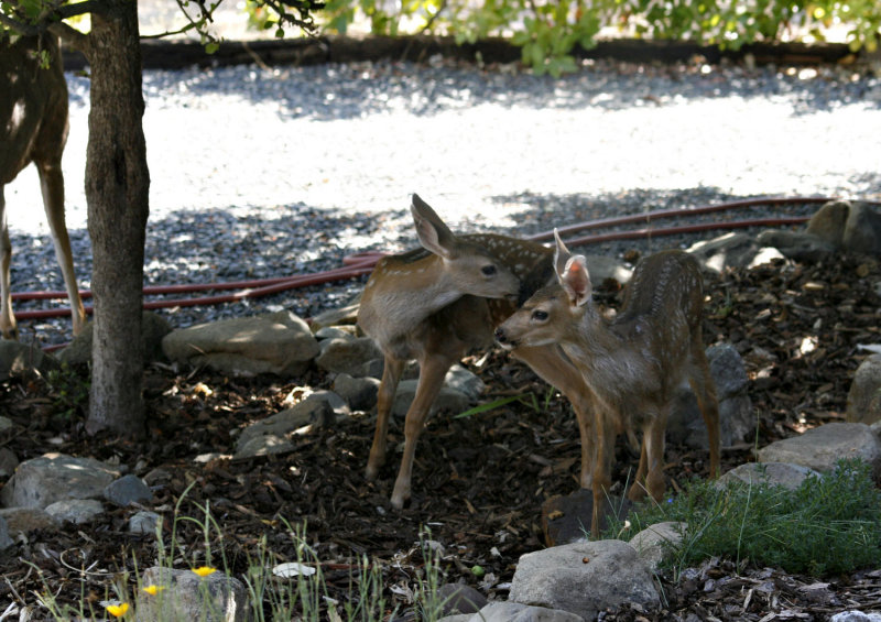 _MG_0748-fawns-2.jpg