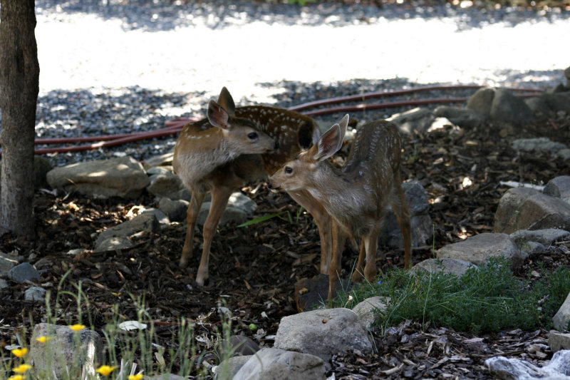 _MG_0750-fawns-4.jpg