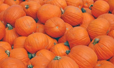Lotsa Pumpkins!