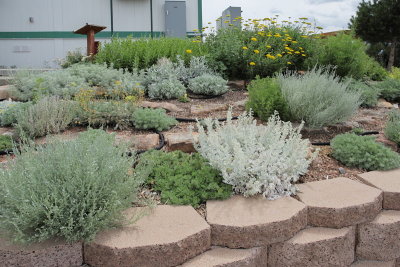 Artemisia Garden (8901)