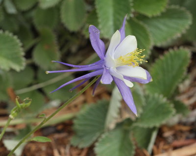 Rocky Mountain Columbine #756 (8969)