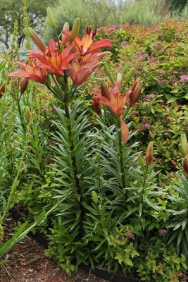Asiatic Lily 'Royal Sunset'  #506 (8896)