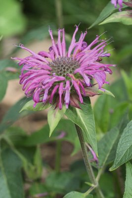 Bee Balm Bergamot #701 (8997)