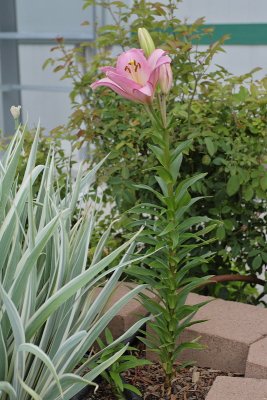 Oriental Lily (Tag #828)