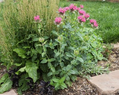 Bee Balm Bergamot #701 (8904)