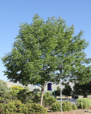 Autumn Purple Ash #111 (9127)