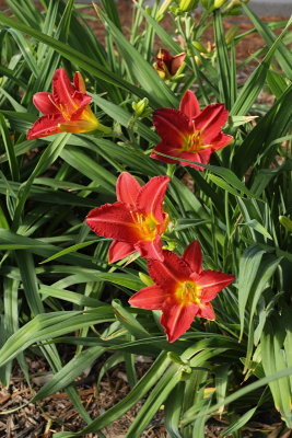 Daylilies #822 (9138)