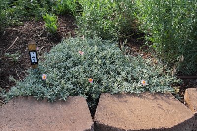 Helianthemum - Rock Rose #741 (9130)