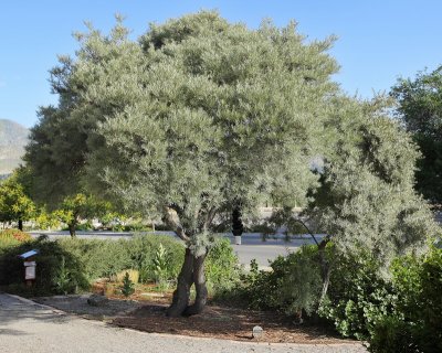 Sea Buckthorn #105 (9122)