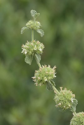 Horehound #748 (9078)