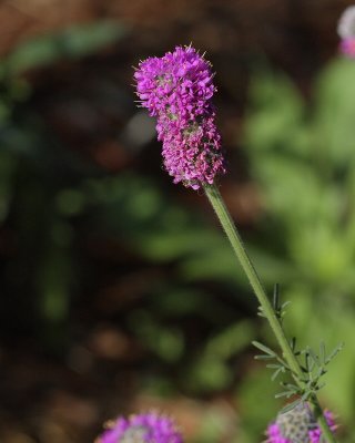 Prarie Clover Flower #795 (9178)