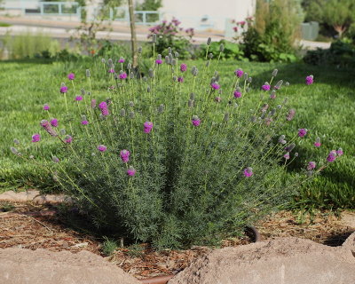 Purple Prarie Clover (Tag #795)