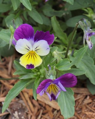 Viola Tricolor - Wild Pansy #902 (9093)