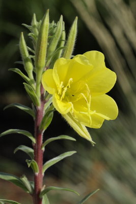 Common Evening Primrose #749 (9147)