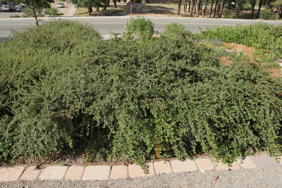 Creeping Cotoneaster #410 (9241)