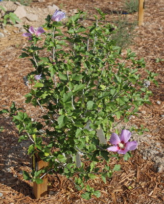 Rose of Sharon (Tag #319)