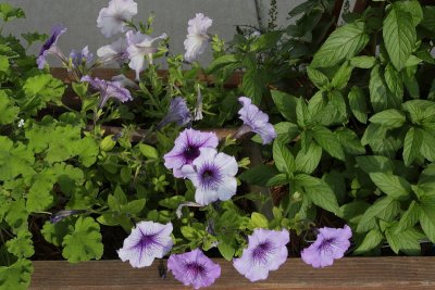 Purple Petunias (9541)