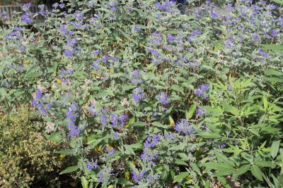 Blue Mist Spirea #402 (9610)