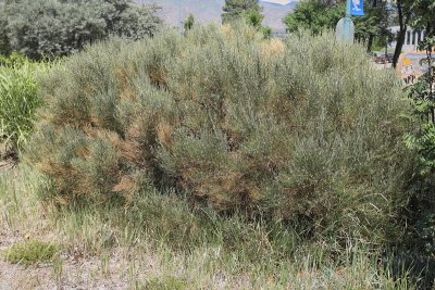 Warminster Broom #427 (9592)