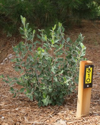 Mountain Mahogany (Tag #310)