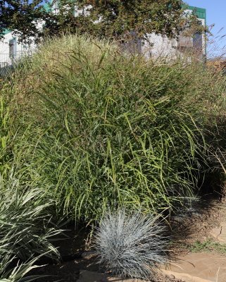 Porcupine Grass #561 (5984)
