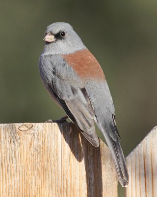 Dark-Eyed Juncos 2009
