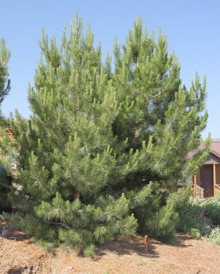 Austrian Pine #113 (7866)