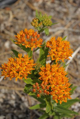 Butterfly Weed (Tag #732)