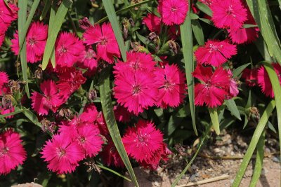 Flashing Light Maiden Pink #716 (Dianthus) (8446)