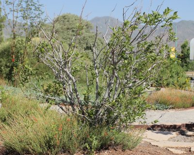 European Spindle Tree #430 (7836)