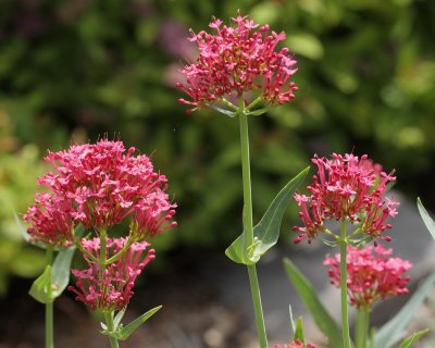 Jupiter's Beard, Valerian #702 (8401)