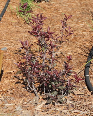 Purple Leaf Sand Cherry (Tag #401)