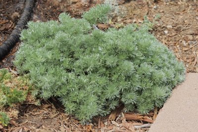 Silver Mound Artemisia #771 (8567)