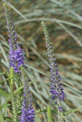 Spiked Speedwell #820 (8423)