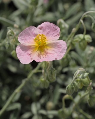 Perennials in the Los Alamos Master Gardener Demonstration Garden