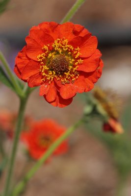 Geum (Tag #740)
