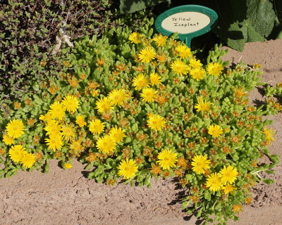 Gold Ice Plant (Tag #737)